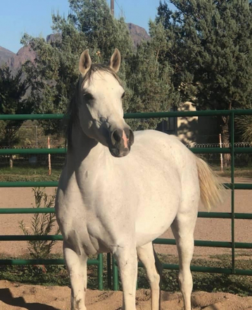 HorseID: 2308424 Nasmat Fahdeelah - PhotoID: 1092579