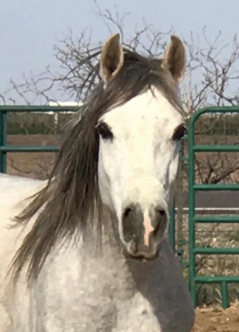 HorseID: 2308424 Nasmat Fahdeelah - PhotoID: 1092580