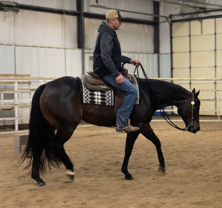 HorseID: 2308430 Shez All In - PhotoID: 1092582