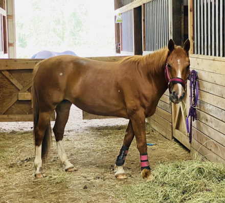 HorseID: 2308431 Rosie - PhotoID: 1092584