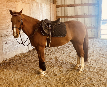 HorseID: 2308431 Rosie - PhotoID: 1092585