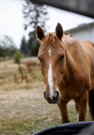 HorseID: 2308431 Rosie - PhotoID: 1092587