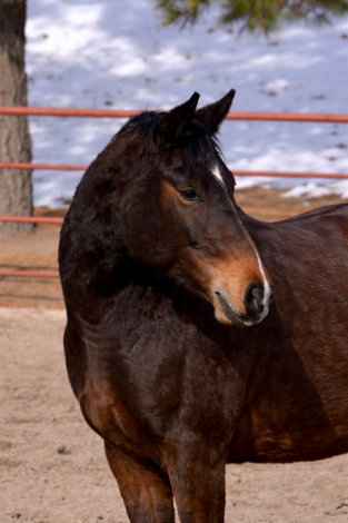 HorseID: 2308433 Ray De Electra SGJ - PhotoID: 1092588