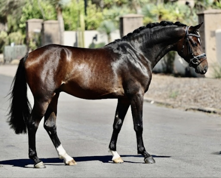 HorseID: 2308435 Divine EDI - PhotoID: 1092589