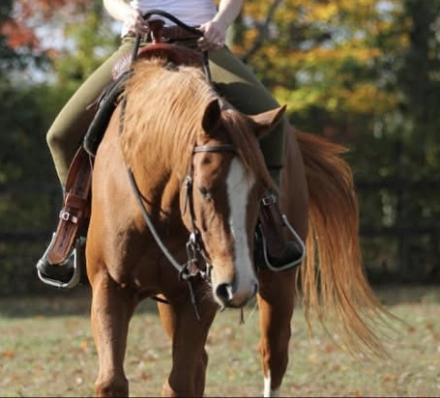 HorseID: 2308443 Zipped To Shine - PhotoID: 1092590