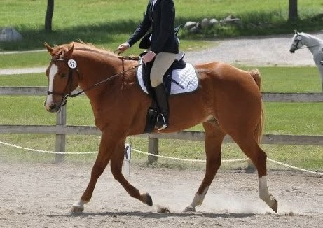 HorseID: 2308443 Zipped To Shine - PhotoID: 1092591