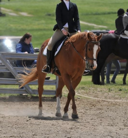 HorseID: 2308443 Zipped To Shine - PhotoID: 1092592