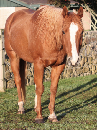 HorseID: 2308443 Zipped To Shine - PhotoID: 1092593