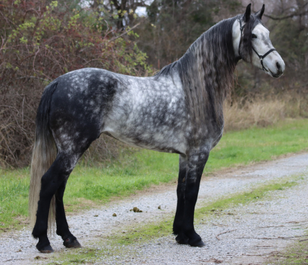 HorseID: 2308445 Toruk Makto - PhotoID: 1092594