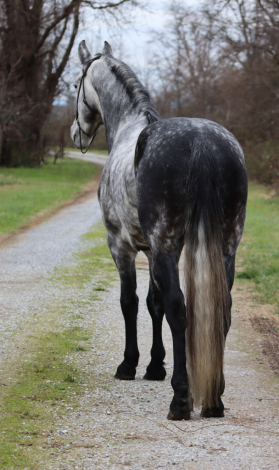 HorseID: 2308445 Toruk Makto - PhotoID: 1092595