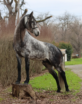 HorseID: 2308445 Toruk Makto - PhotoID: 1092599