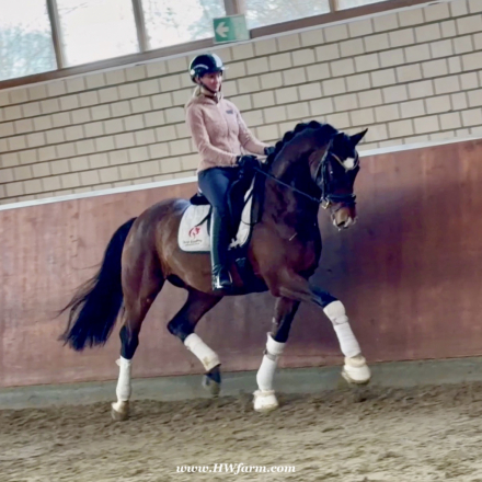 HorseID: 2308449 Armani Gold HW - PhotoID: 1092603