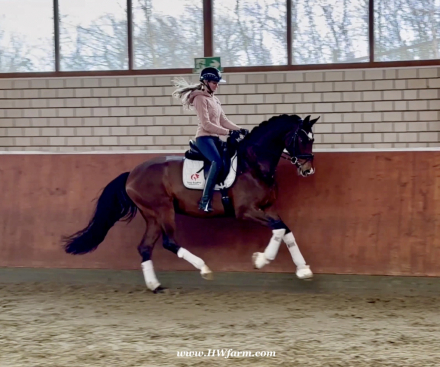 HorseID: 2308449 Armani Gold HW - PhotoID: 1092604