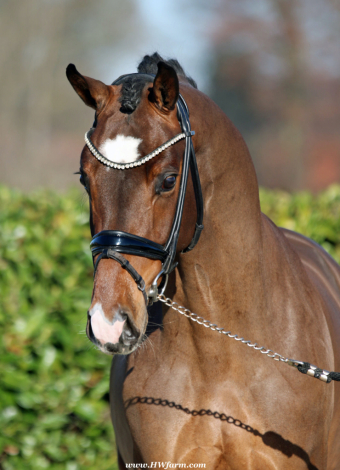 HorseID: 2308449 Armani Gold HW - PhotoID: 1092605