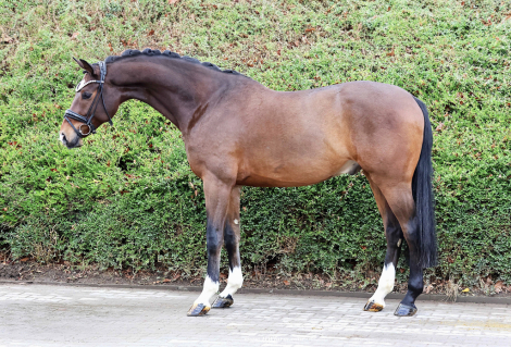 HorseID: 2308449 Armani Gold HW - PhotoID: 1092606