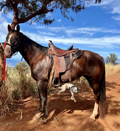 HorseID: 2308450 Samuris Cougarette - PhotoID: 1092607