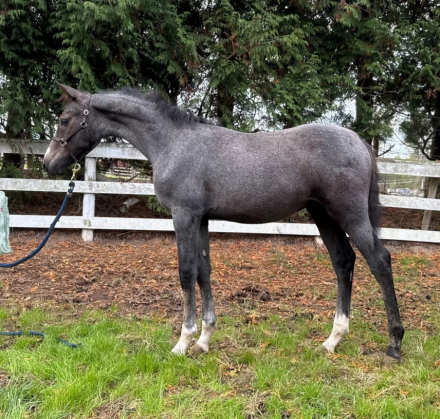 HorseID: 2308452 ATS Devonshire Cream - PhotoID: 1092608