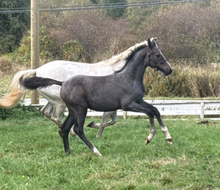 HorseID: 2308452 ATS Devonshire Cream - PhotoID: 1092609