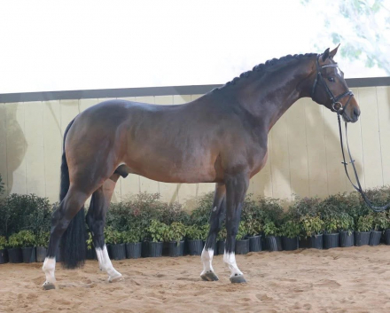 HorseID: 2308452 ATS Devonshire Cream - PhotoID: 1092610