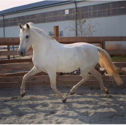 HorseID: 2308452 ATS Devonshire Cream - PhotoID: 1092611