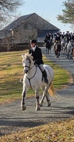 HorseID: 2308456 Otter - PhotoID: 1092612