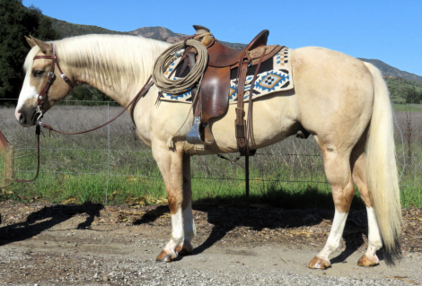 HorseID: 2308461 AWESOME BEAU JANGLES - PhotoID: 1092621