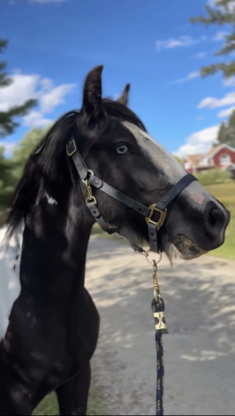 HorseID: 2308462 Maverick - PhotoID: 1092623