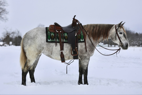 HorseID: 2308463 Ivy - PhotoID: 1092624