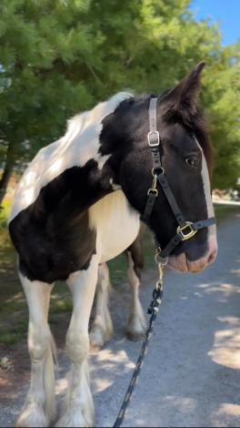 HorseID: 2308464 Goliath - PhotoID: 1092625