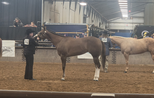 HorseID: 2308465 Forever Profiling - PhotoID: 1092626