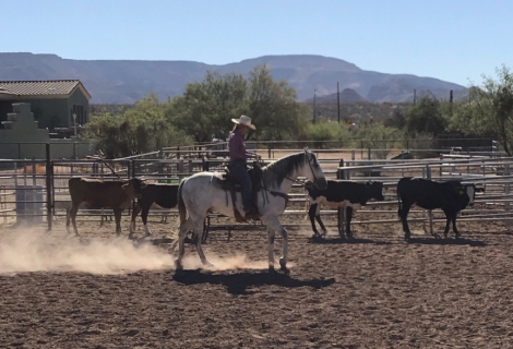 HorseID: 2308468 Campanero 2009 - PhotoID: 1092628