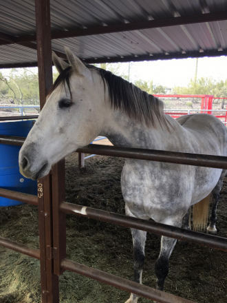 HorseID: 2308468 Campanero 2009 - PhotoID: 1092630