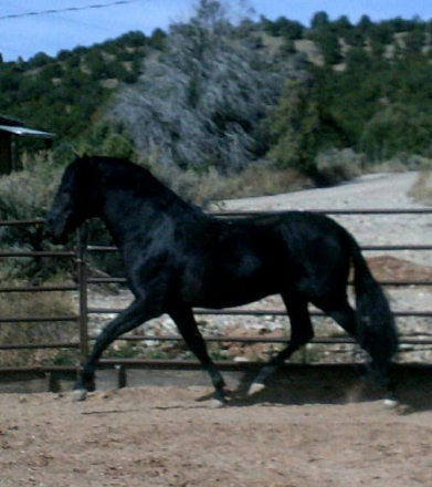 HorseID: 2308470 Espiritu De Riso - PhotoID: 1092631