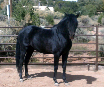 HorseID: 2308470 Espiritu De Riso - PhotoID: 1092632