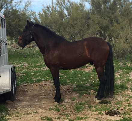 HorseID: 2308470 Espiritu De Riso - PhotoID: 1092633