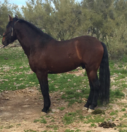 HorseID: 2308470 Espiritu De Riso - PhotoID: 1092634