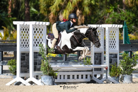 HorseID: 2308471 A Winters Moon - PhotoID: 1092640