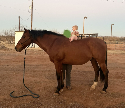 HorseID: 2308484 Last Chance - PhotoID: 1092642