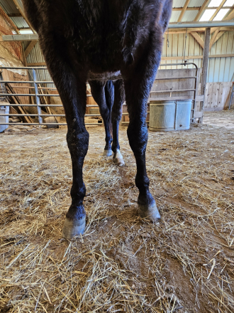 HorseID: 2308486 Captain Joe - PhotoID: 1092645