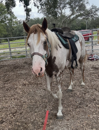 HorseID: 2308489 All Time Daddy - PhotoID: 1092651