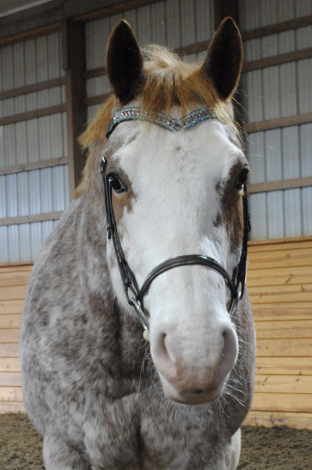 HorseID: 2308491 Finnegan - PhotoID: 1092647