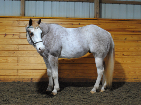 HorseID: 2308491 Finnegan - PhotoID: 1092648