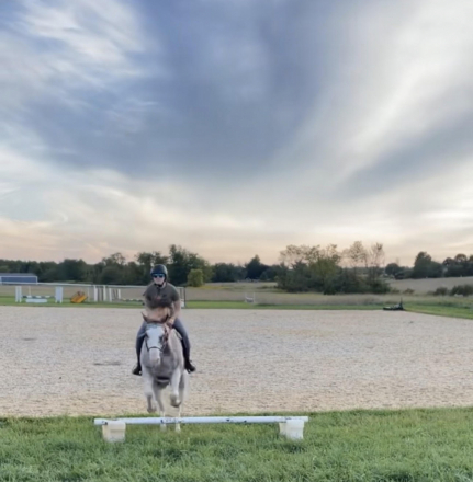 HorseID: 2308491 Finnegan - PhotoID: 1092649