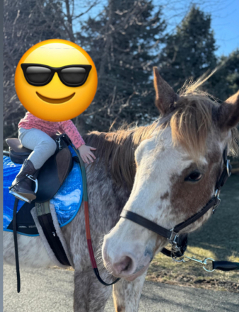 HorseID: 2308491 Finnegan - PhotoID: 1092650