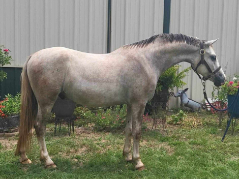 HorseID: 2308494 Wrenwood First Crush - PhotoID: 1092652