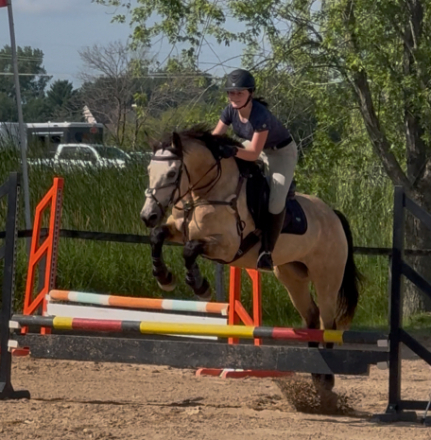 HorseID: 2308496 MB Rebel - PhotoID: 1092658