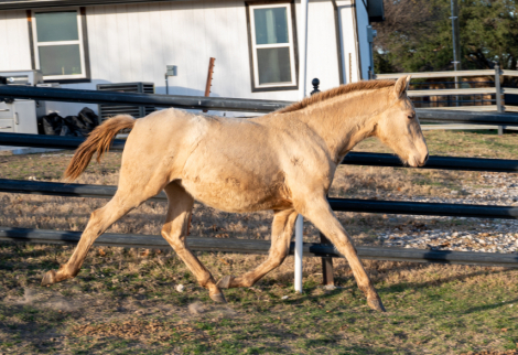 HorseID: 2308497 Valentina De Porte Fino - PhotoID: 1092657