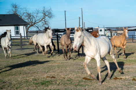 HorseID: 2308498 Cielo of Porte Fino - PhotoID: 1092659