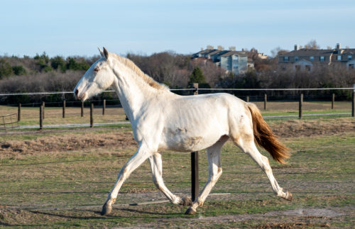 HorseID: 2308499 Picasso of De Porte Fino - PhotoID: 1092660