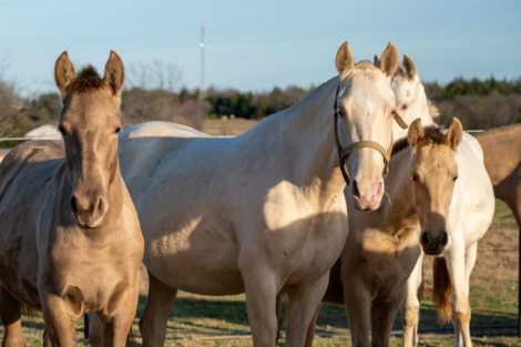 HorseID: 2308500 Canelo De Porte Fino - PhotoID: 1092661